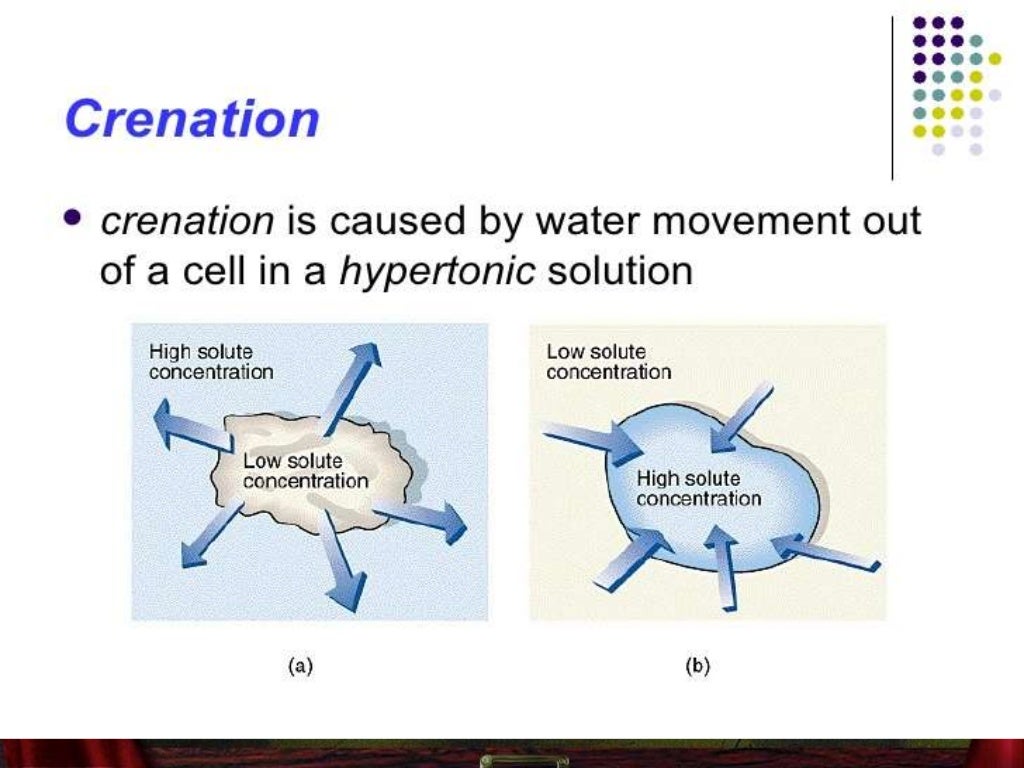 hypertonic hypotonic isotonic simple diagrams hypertonic hypotonic isotonic simple diagrams