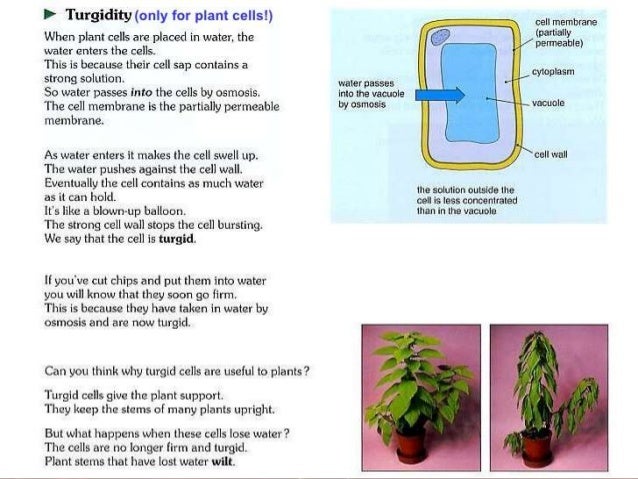the effects of hypotonic hypertonic and isotonic hypertonic cell