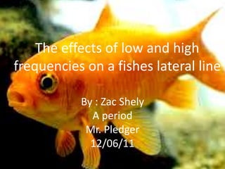 The effects of low and high
frequencies on a fishes lateral line

           By : Zac Shely
             A period
            Mr. Pledger
             12/06/11
 