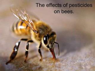 The effects of pesticides
on bees.
 
