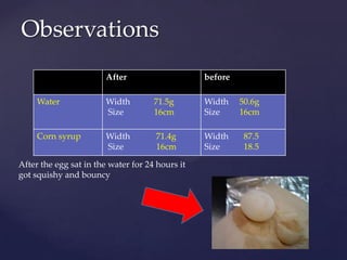 Observations
                        After                    before

     Water              Width        71.5g       Width    50.6g
                        Size         16cm        Size     16cm

     Corn syrup         Width        71.4g       Width     87.5
                        Size         16cm        Size      18.5

After the egg sat in the water for 24 hours it
got squishy and bouncy
 