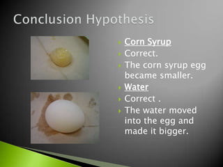    Corn Syrup
   Correct.
   The corn syrup egg
    became smaller.
   Water
   Correct .
   The water moved
    into the egg and
    made it bigger.
 