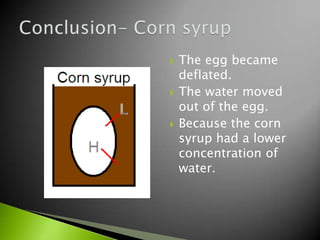    The egg became
    deflated.
   The water moved
    out of the egg.
   Because the corn
    syrup had a lower
    concentration of
    water.
 