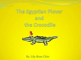 The Egyptian Plover and the Crocodile  By: Lily-Rose Chin 