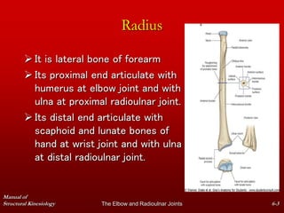 the elbow joint.ppt