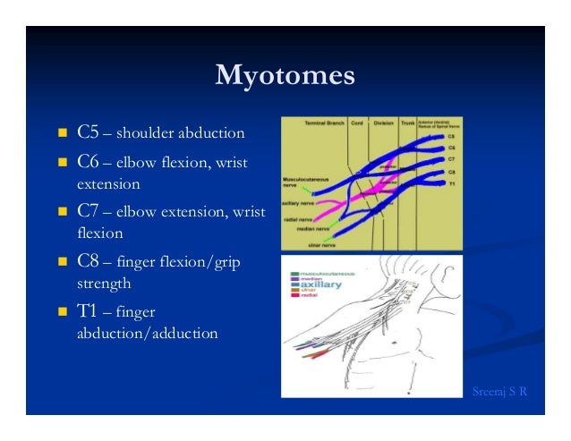 the elbow examination dermatomes and myotomes