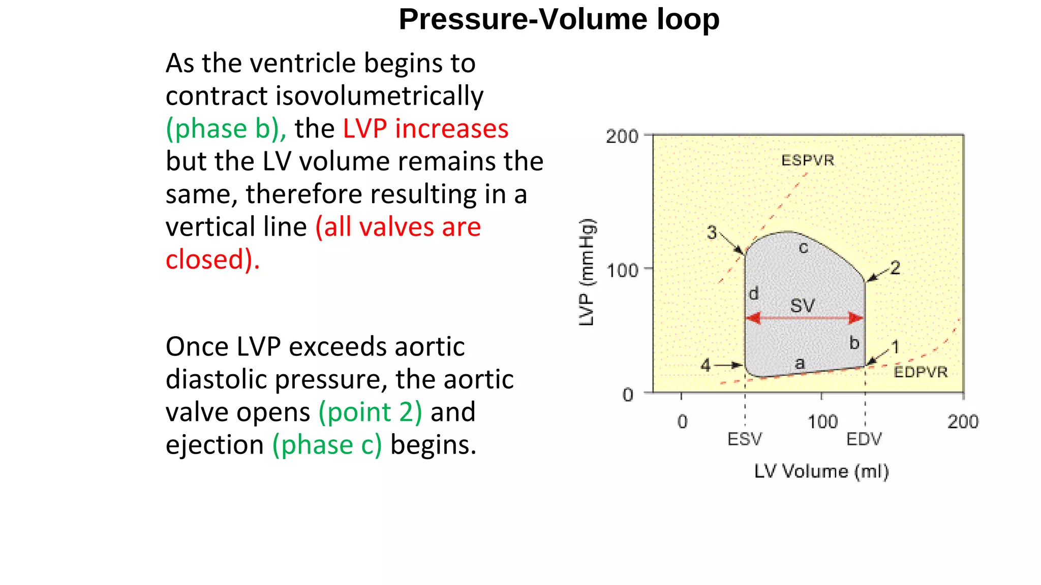 Pressure-Volume loop
As the ventricle begins to
contract isovolumetrically
(phase b), the LVP increases
but the LV volume remains the
same, therefore resulting in a
vertical line (all valves are
closed).
Once LVP exceeds aortic
diastolic pressure, the aortic
valve opens (point 2) and
ejection (phase c) begins.
 