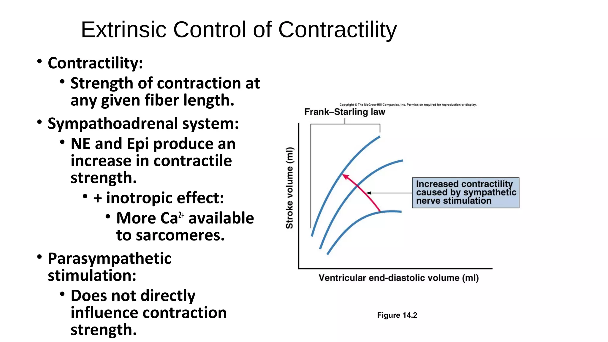 Extrinsic Control of Contractility
• Contractility:
• Strength of contraction at
any given fiber length.
• Sympathoadrenal system:
• NE and Epi produce an
increase in contractile
strength.
• + inotropic effect:
• More Ca2+
available
to sarcomeres.
• Parasympathetic
stimulation:
• Does not directly
influence contraction
strength.
Figure 14.2
 