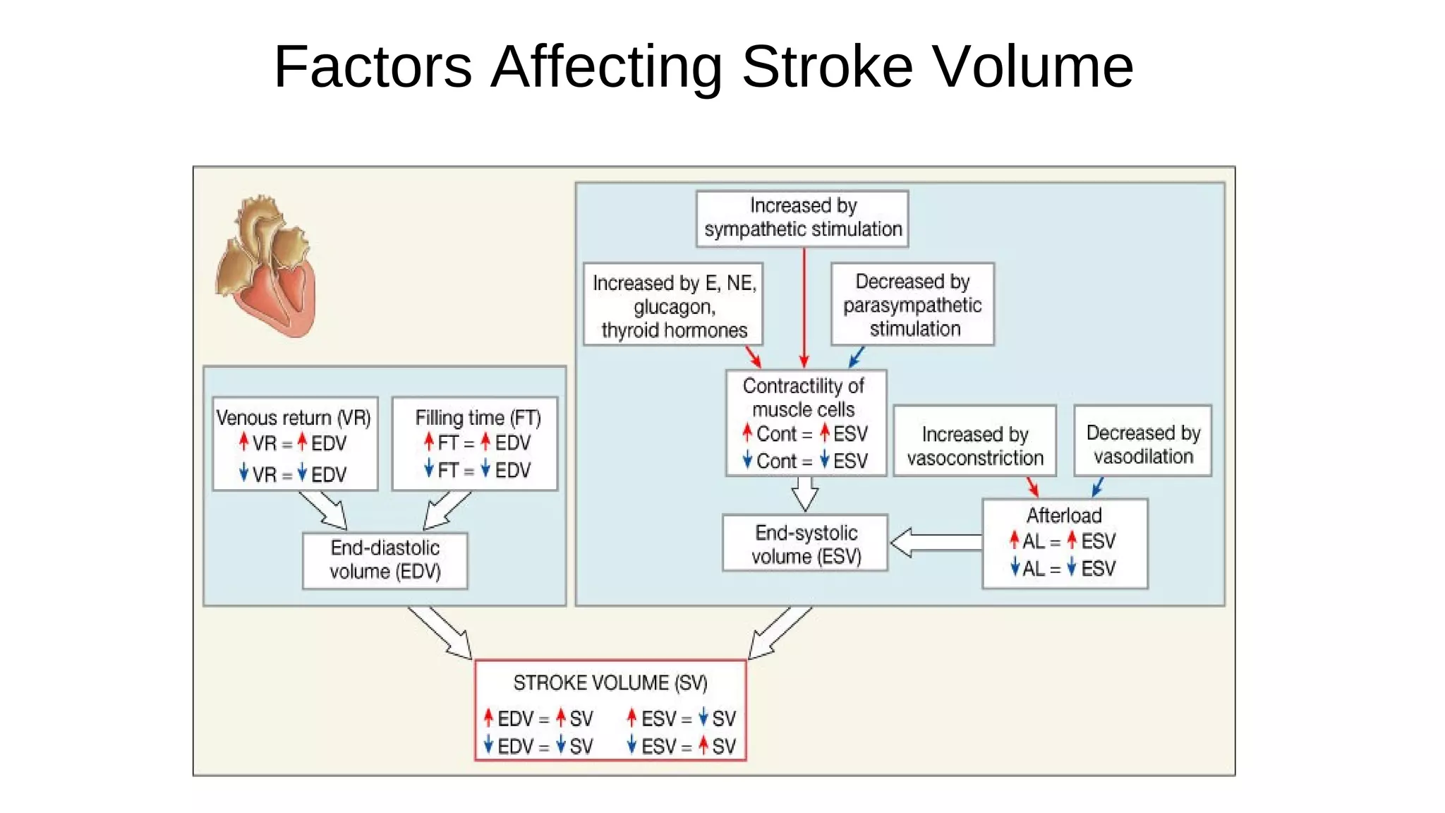 Factors Affecting Stroke Volume
 