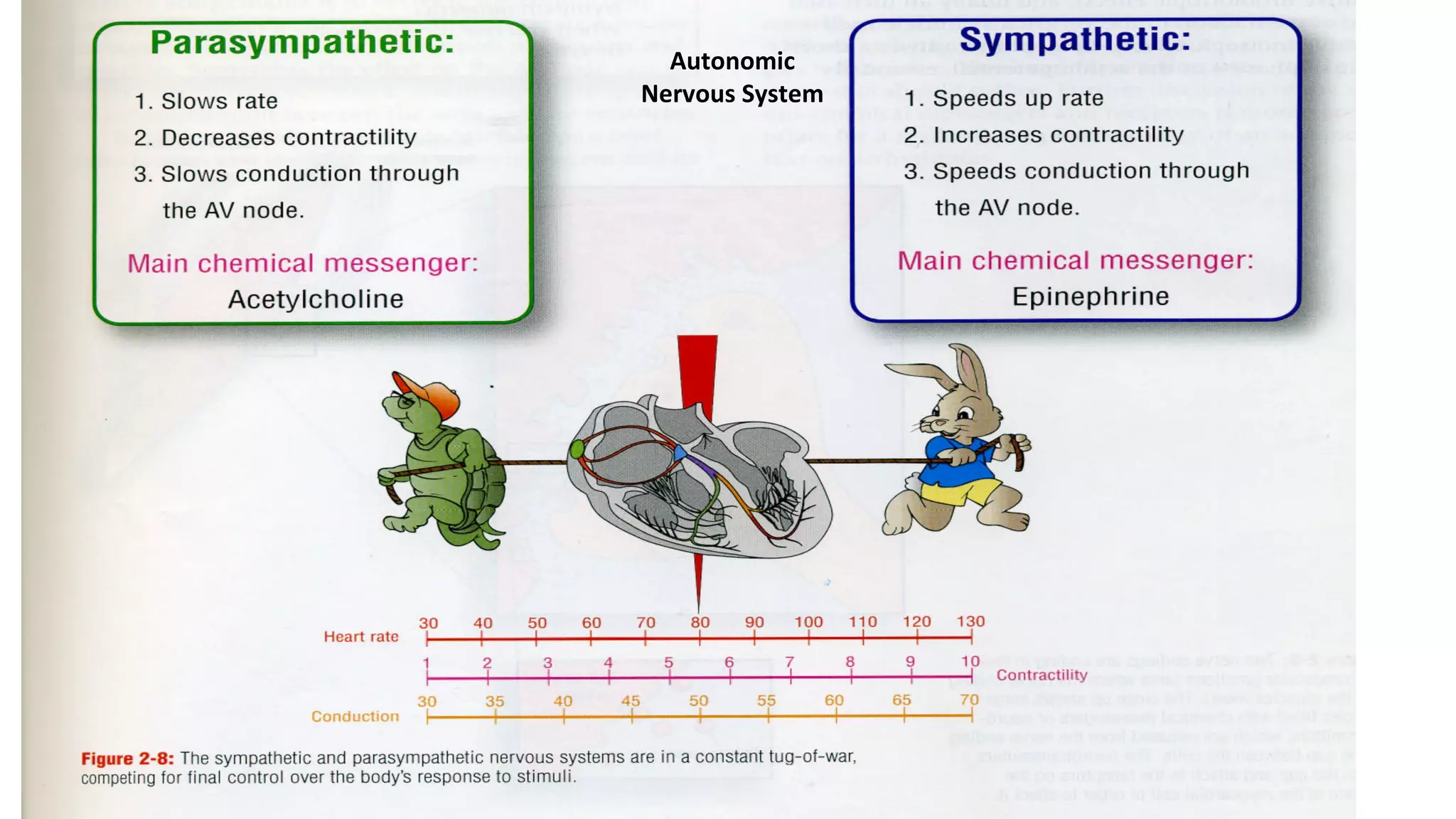 Autonomic
Nervous System
 