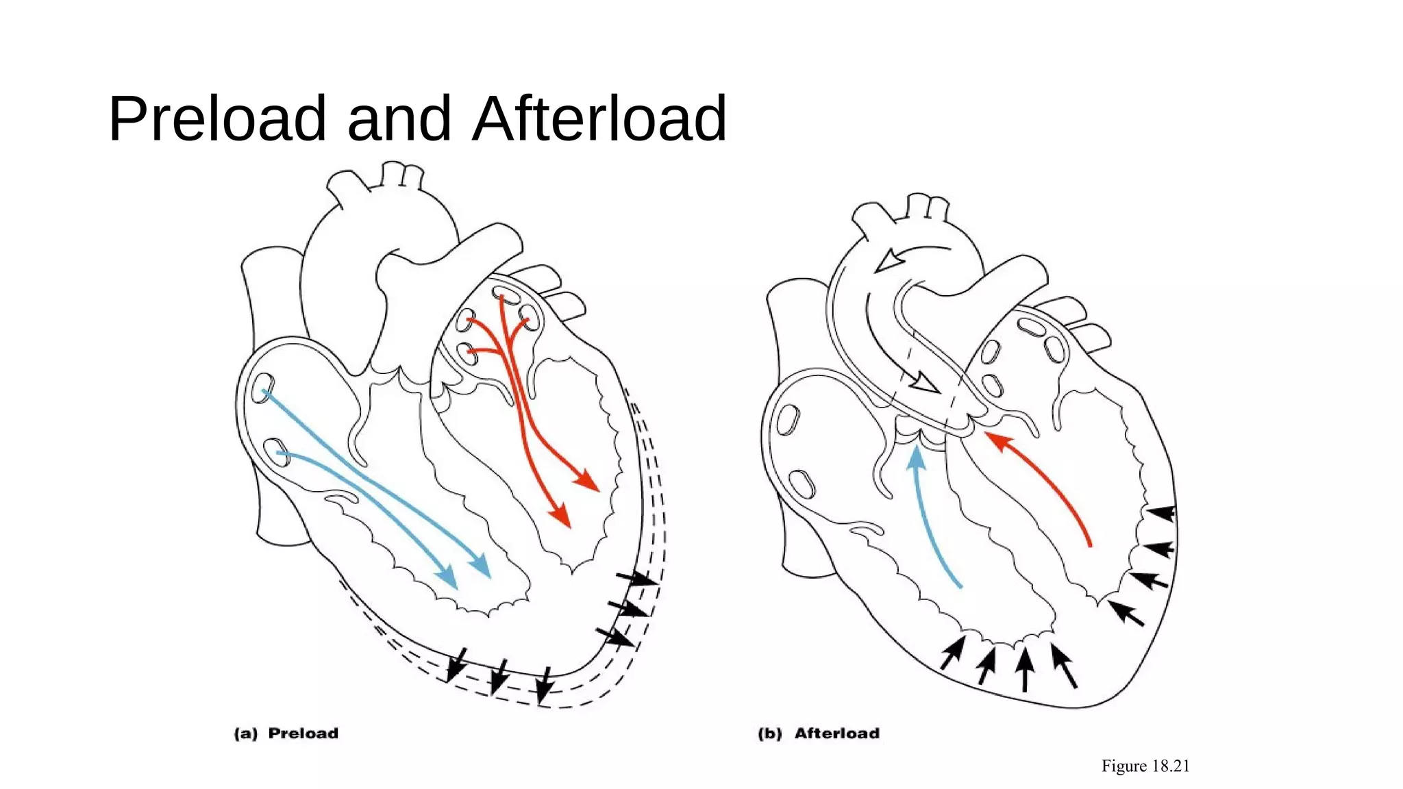 Preload and Afterload
Figure 18.21
 