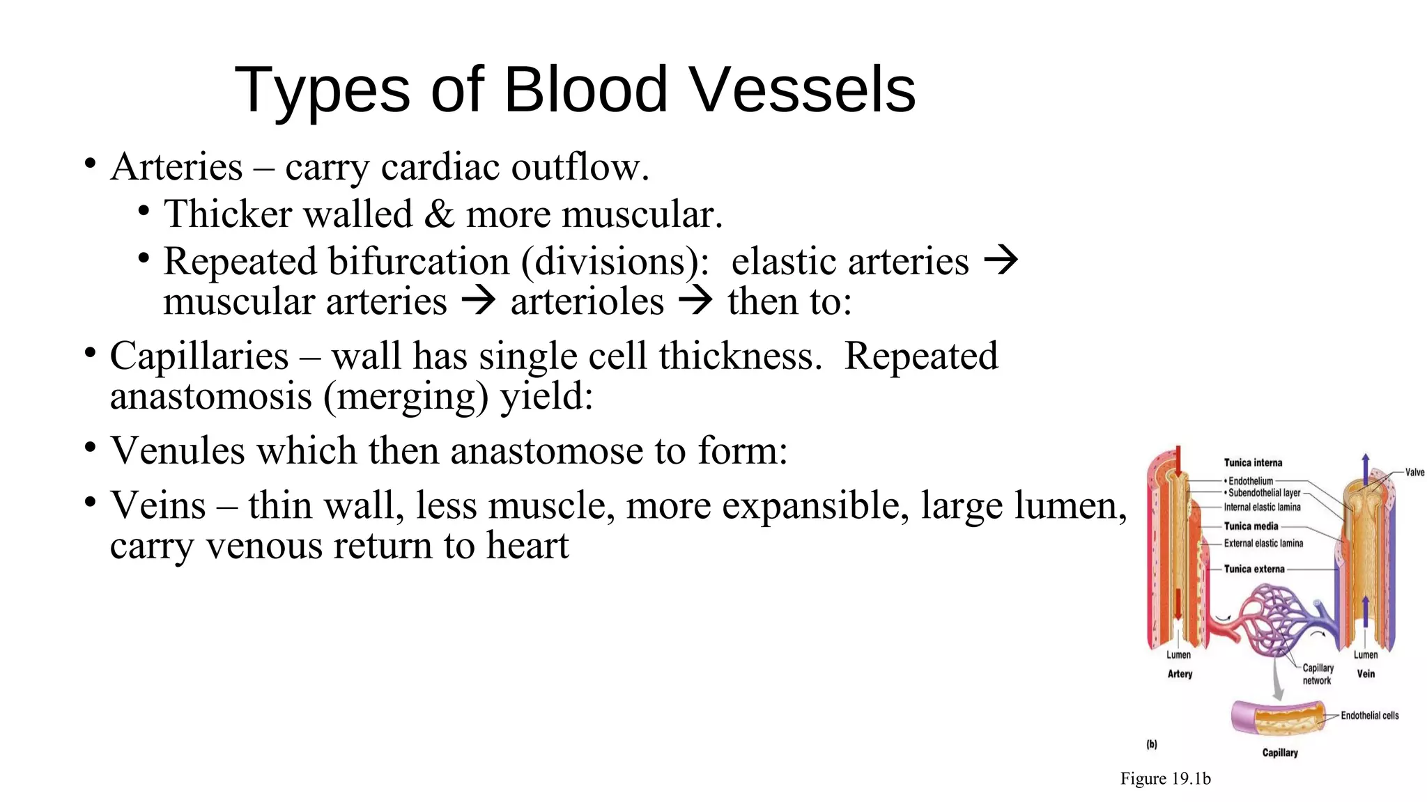 Types of Blood Vessels
• Arteries – carry cardiac outflow.
• Thicker walled & more muscular.
• Repeated bifurcation (divisions): elastic arteries 
muscular arteries  arterioles  then to:
• Capillaries – wall has single cell thickness. Repeated
anastomosis (merging) yield:
• Venules which then anastomose to form:
• Veins – thin wall, less muscle, more expansible, large lumen,
carry venous return to heart
Figure 19.1b
 