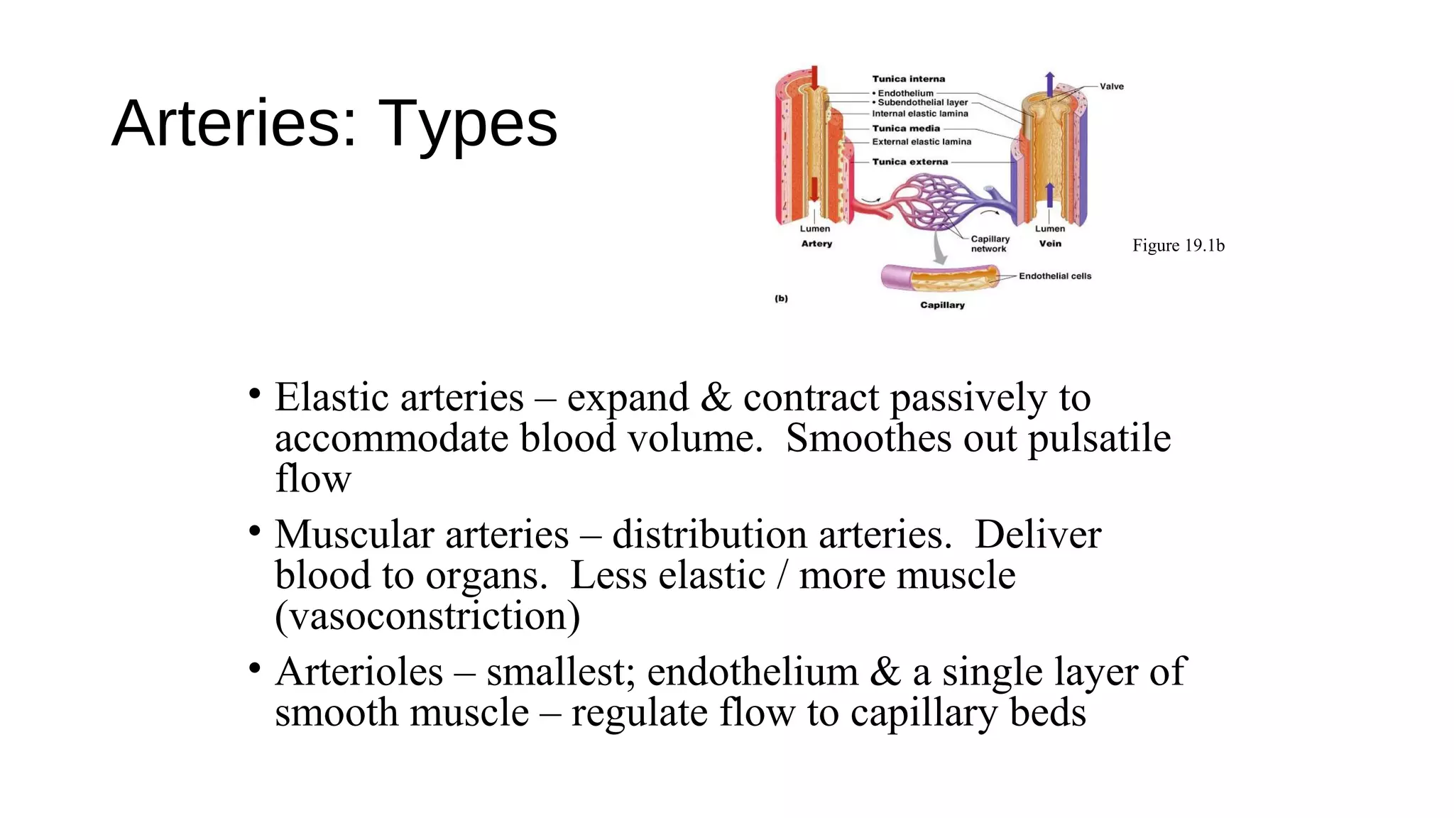 Arteries: Types
• Elastic arteries – expand & contract passively to
accommodate blood volume. Smoothes out pulsatile
flow
• Muscular arteries – distribution arteries. Deliver
blood to organs. Less elastic / more muscle
(vasoconstriction)
• Arterioles – smallest; endothelium & a single layer of
smooth muscle – regulate flow to capillary beds
Figure 19.1b
 