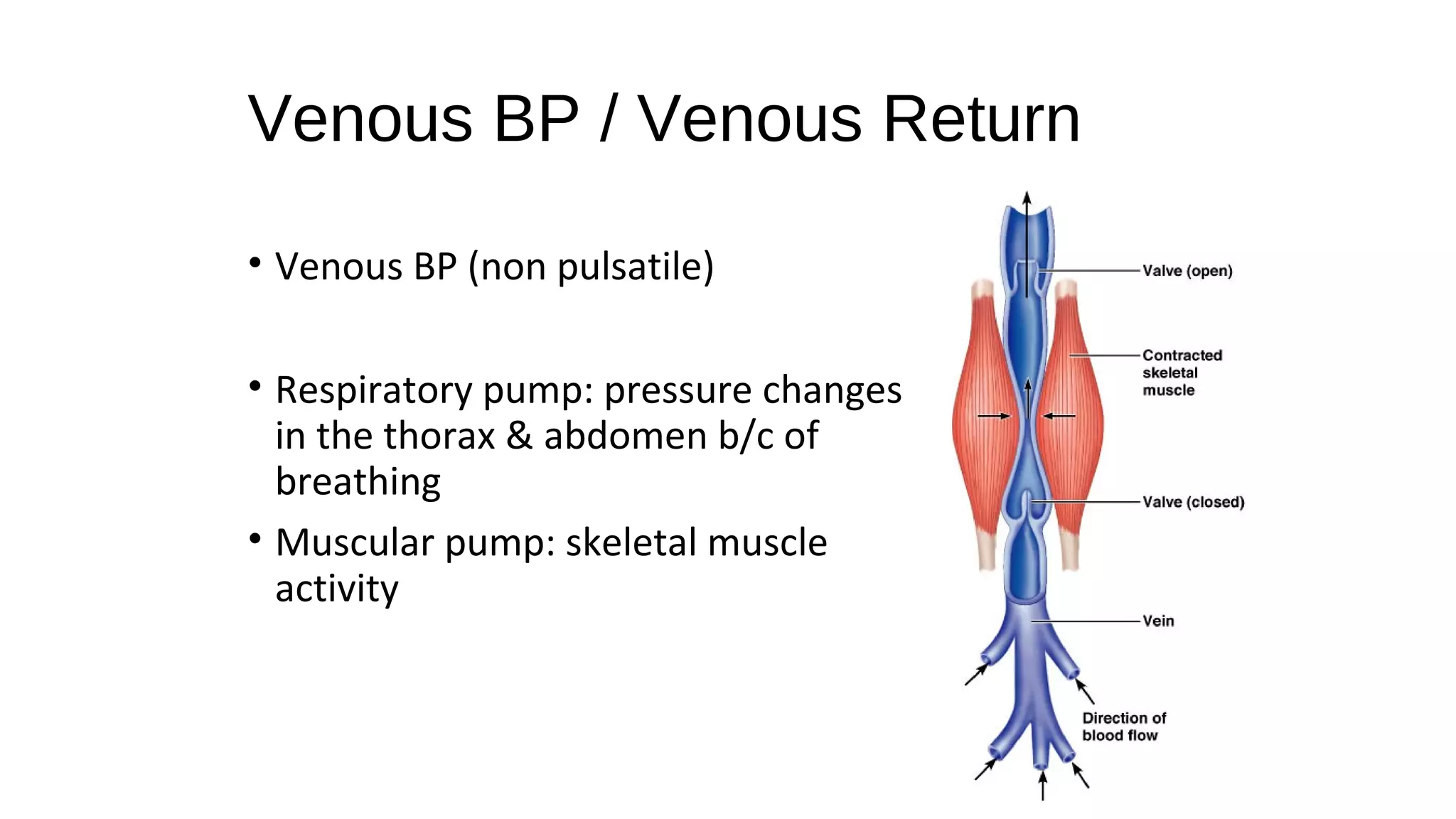 Venous BP / Venous Return
• Venous BP (non pulsatile)
• Respiratory pump: pressure changes
in the thorax & abdomen b/c of
breathing
• Muscular pump: skeletal muscle
activity
 