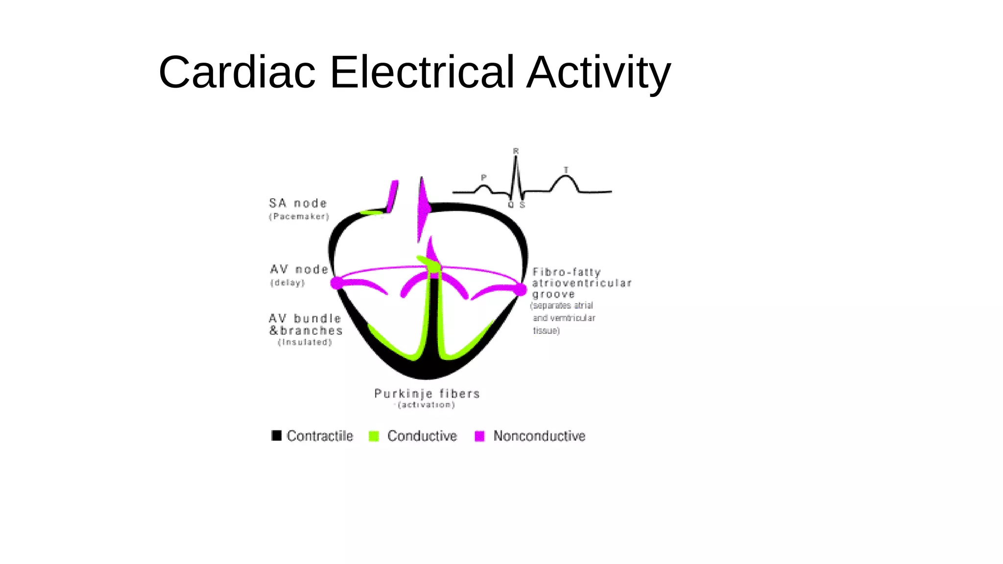 Cardiac Electrical Activity
 
