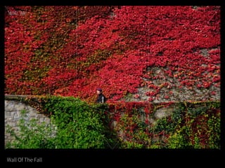 Wall Of The Fall
 