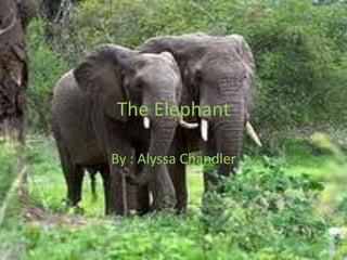 The Elephant By : Alyssa Chandler 