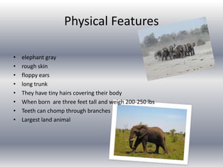 Physical Features elephant grayrough skinfloppy earslong trunkThey have tiny hairs covering their bodyWhen born  are three feet tall and weigh 200-250 lbsTeeth can chomp through branches Largest land animal