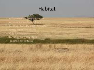 Habitat African elephant lives in savannaAfrican elephant lives in forest Savanna - hot - dry grass - has waterGrassy plains, and bushesOnly 2 preterdorsForest-bushy-grassy plains poachers kill for tusks
