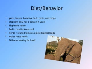 Diet/Behaviorgrass, leaves, bamboo, bark, roots, and cropselephant only has 1 baby in 4 yearsElephants nurseRoll in mud to keep coolHerds = related females oldest-biggest leadsMales leave herds 16 hours looking for food