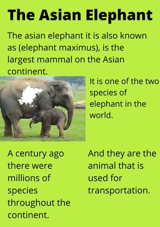 The Asian Elephant
The asian elephant it is also known
as (elephant maximus), is the
largest mammal on the Asian
continent.
It is one of the two
species of
elephant in the
world.
A century ago
there were
millions of
species
throughout the
continent.
And they are the
animal that is
used for
transportation.
 