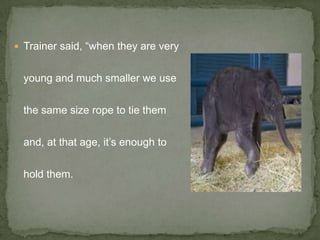 The Elephant Rope | PPTX