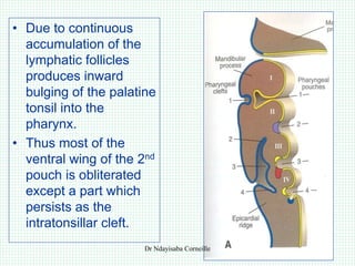 THE_EMBRYOLOGY_OF_HEAD_&_NECK[1].ppt