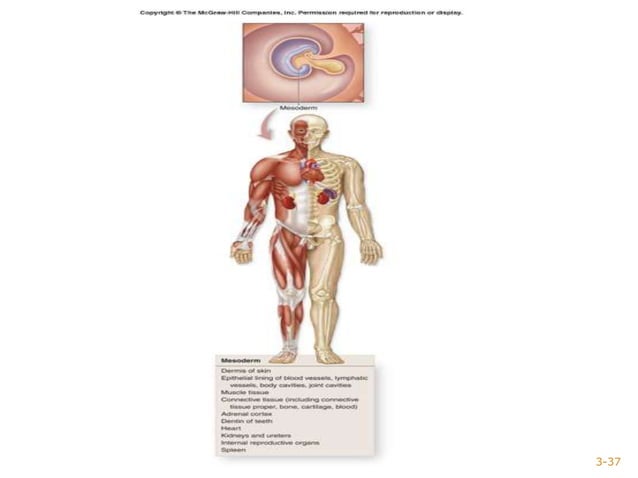 The_embryonic_(Organogenetic)_Period(3th_to_8th_weeks_).pptx