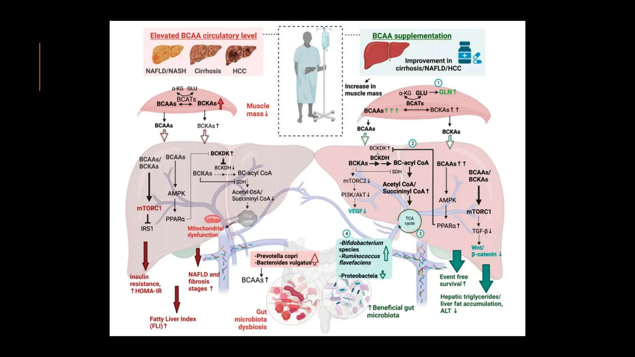 The Emerging Role of Branched-Chain Amino Acids in-1.pptx