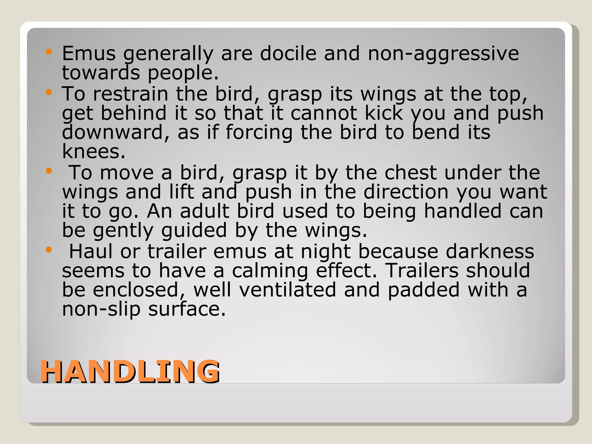 HANDLING Emus generally are docile and non-aggressive towards people.  To restrain the bird, grasp its wings at the top, get behind it so that it cannot kick you and push downward, as if forcing the bird to bend its knees. To move a bird, grasp it by the chest under the wings and lift and push in the direction you want it to go. An adult bird used to being handled can be gently guided by the wings. Haul or trailer emus at night because darkness seems to have a calming effect. Trailers should be enclosed, well ventilated and padded with a non-slip surface. 