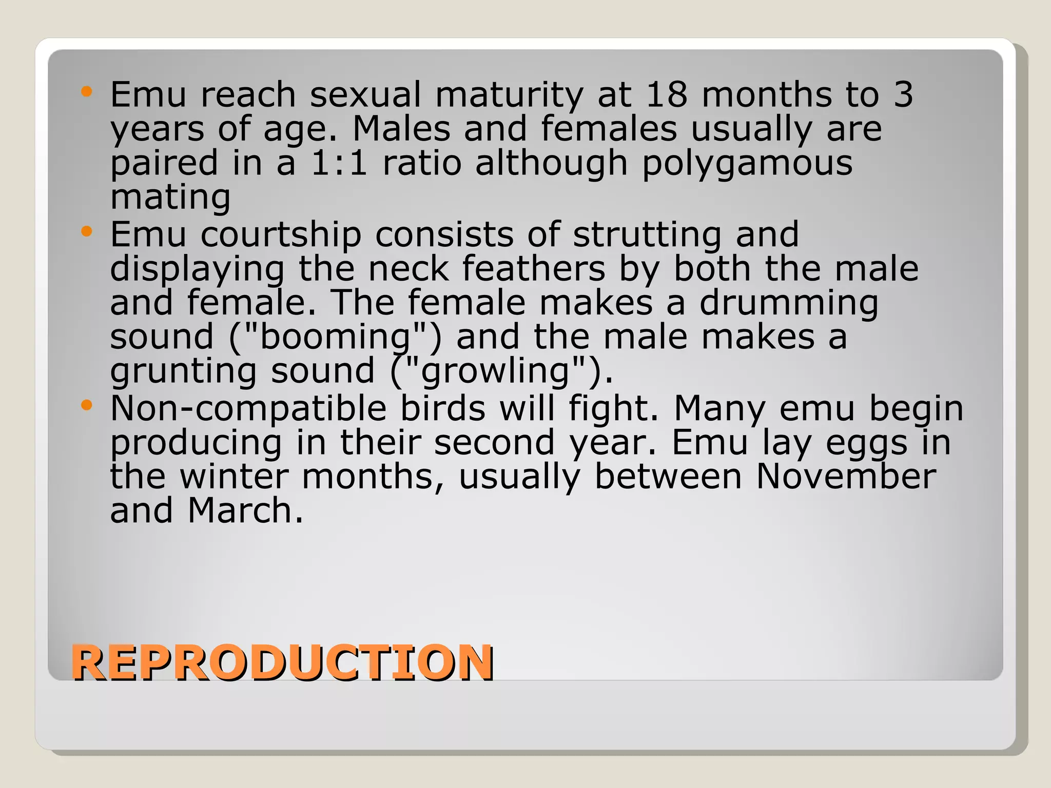 REPRODUCTION Emu reach sexual maturity at 18 months to 3 years of age. Males and females usually are paired in a 1:1 ratio although polygamous mating  Emu courtship consists of strutting and displaying the neck feathers by both the male and female. The female makes a drumming sound ("booming") and the male makes a grunting sound ("growling").  Non-compatible birds will fight. Many emu begin producing in their second year. Emu lay eggs in the winter months, usually between November and March. 