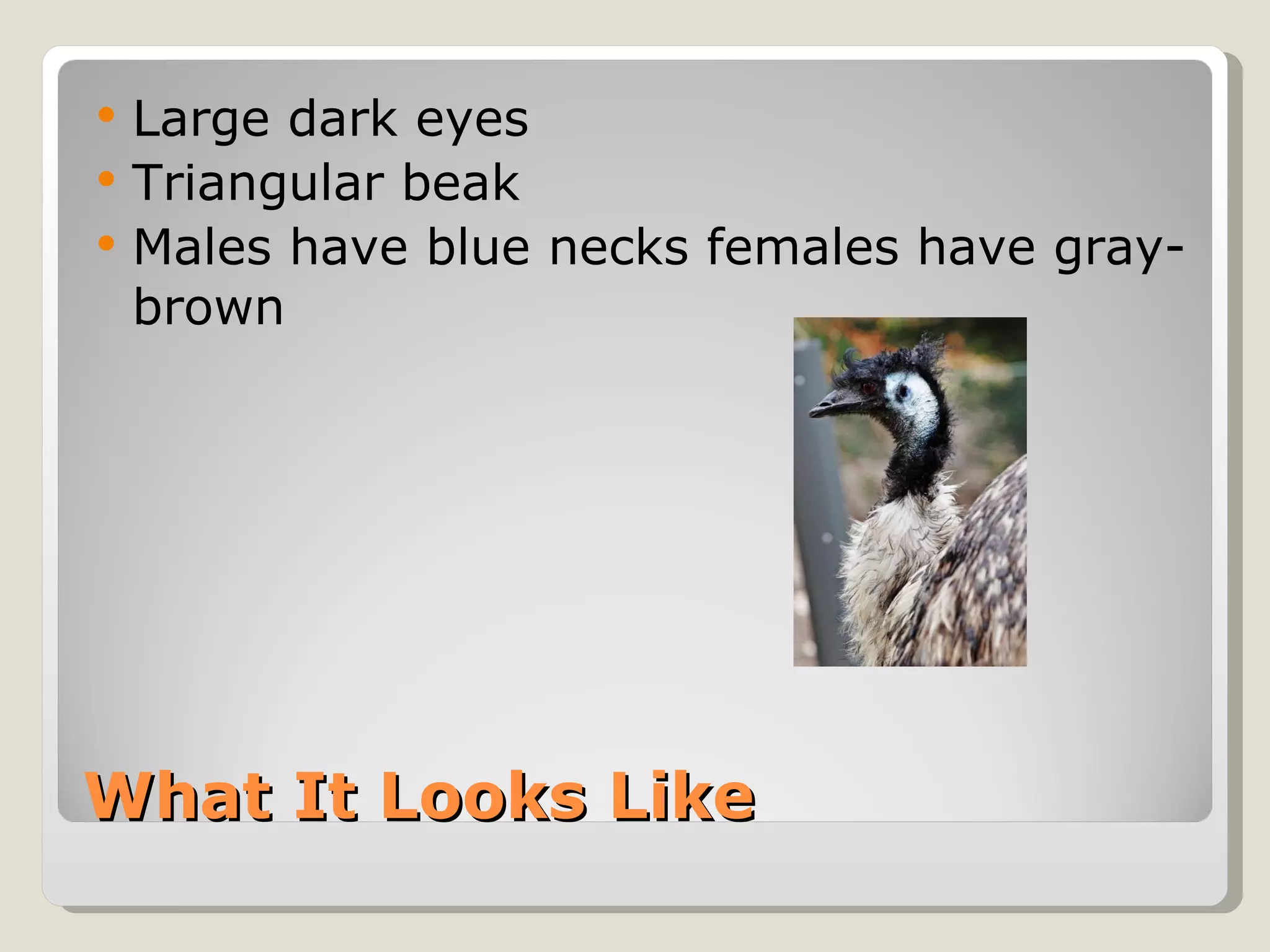 What It Looks Like Large dark eyes Triangular beak Males have blue necks females have gray-brown  