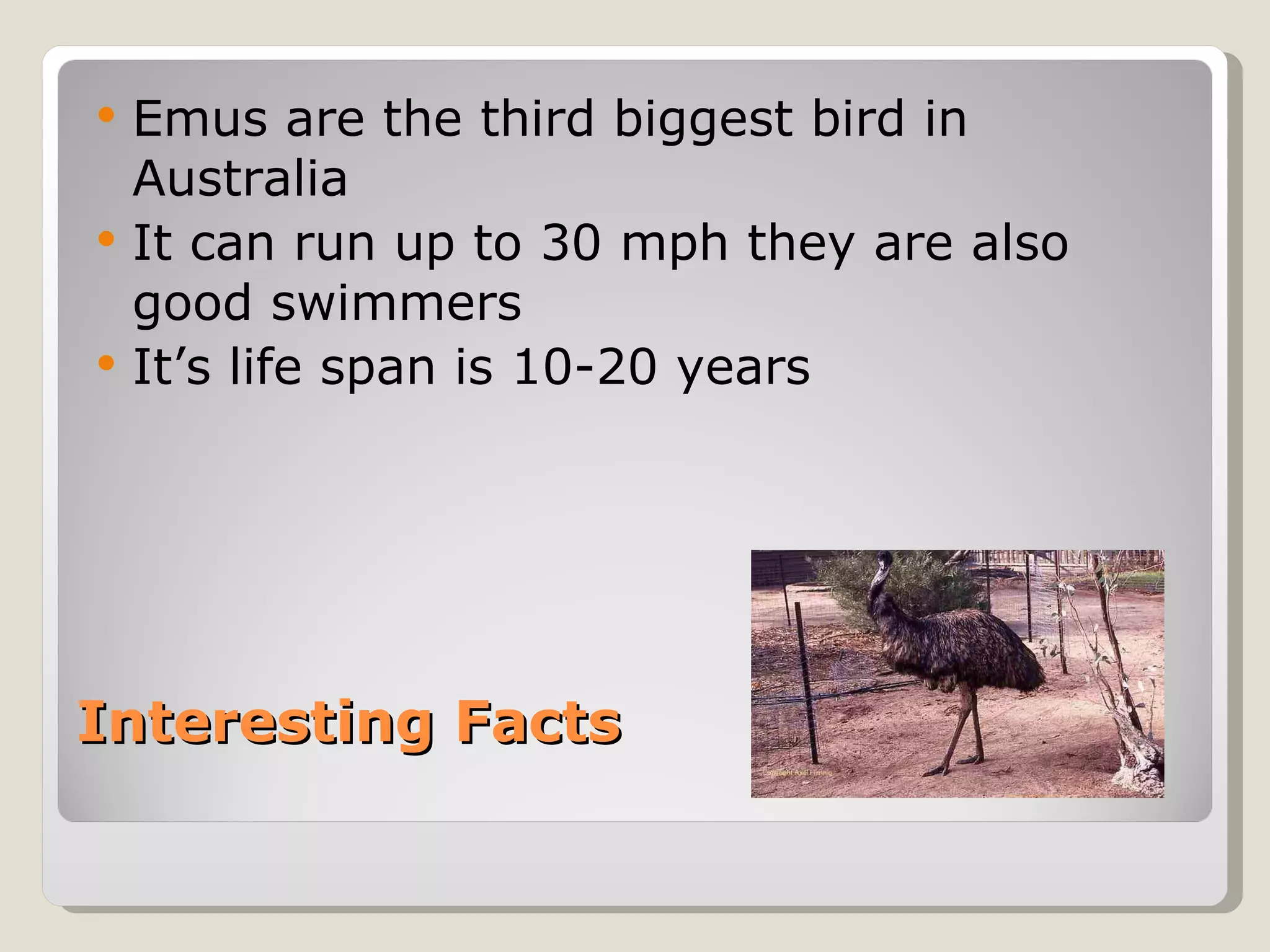 Interesting Facts Emus are the third biggest bird in Australia It can run up to 30 mph they are also good swimmers It’s life span is 10-20 years 