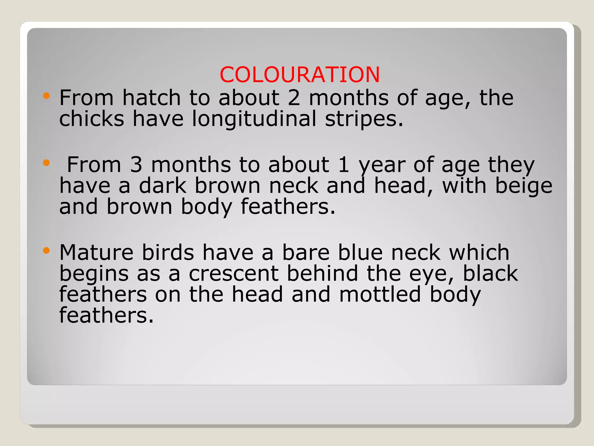 COLOURATION From hatch to about 2 months of age, the chicks have longitudinal stripes. From 3 months to about 1 year of age they have a dark brown neck and head, with beige and brown body feathers.  Mature birds have a bare blue neck which begins as a crescent behind the eye, black feathers on the head and mottled body feathers.  