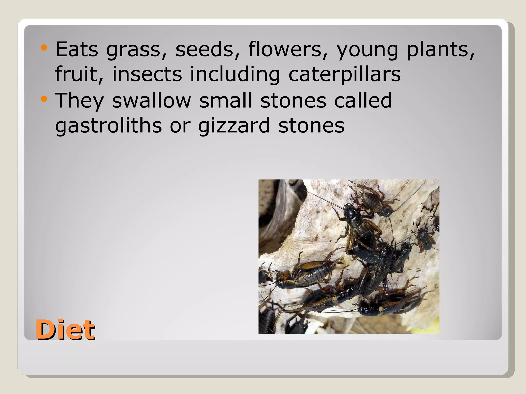 Diet  Eats grass, seeds, flowers, young plants, fruit, insects including caterpillars  They swallow small stones called gastroliths or gizzard stones  