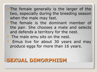 SEXUAL DIMORPHISM The female generally is the larger of the two, especially during the breeding season when the male may fast.  The female is the dominant member of the pair. She chooses a mate and selects and defends a territory for the nest. The male emu sits on the nest. Emus live for about 30 years and may produce eggs for more than 16 years. 
