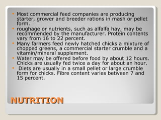 NUTRITION Most commercial feed companies are producing starter, grower and breeder rations in mash or pellet form.  roughage or nutrients, such as alfalfa hay, may be recommended by the manufacturer. Protein contents vary from 16 to 22 percent.  Many farmers feed newly hatched chicks a mixture of chopped greens, a commercial starter crumble and a vitamin/mineral supplement.  Water may be offered before food by about 12 hours. Chicks are usually fed twice a day for about an hour. Diets are usually in a small pellet or large crumble form for chicks. Fibre content varies between 7 and 15 percent.  