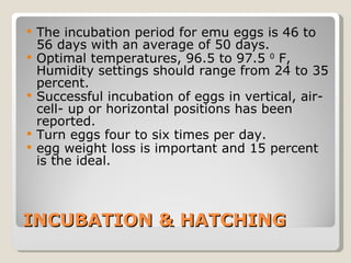 INCUBATION & HATCHING The incubation period for emu eggs is 46 to 56 days with an average of 50 days.  Optimal temperatures, 96.5 to 97.5  0  F, Humidity settings should range from 24 to 35 percent.  Successful incubation of eggs in vertical, air-cell- up or horizontal positions has been reported.  Turn eggs four to six times per day.  egg weight loss is important and 15 percent is the ideal. 