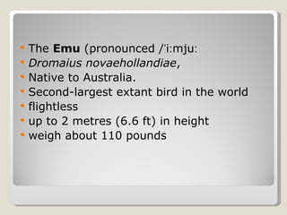 The  Emu  (pronounced /ˈiːmjuː  Dromaius novaehollandiae ,  Native to Australia.  Second-largest extant bird in the world flightless  up to 2 metres (6.6 ft) in height weigh about 110 pounds 