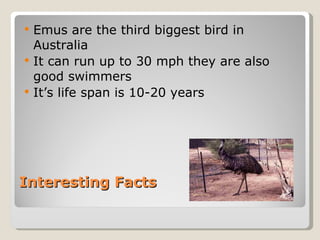 Interesting Facts Emus are the third biggest bird in Australia It can run up to 30 mph they are also good swimmers It’s life span is 10-20 years 