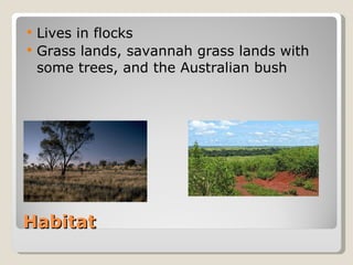 Habitat Lives in flocks  Grass lands, savannah grass lands with some trees, and the Australian bush 