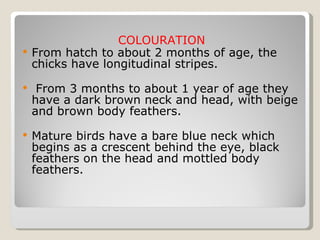 COLOURATION From hatch to about 2 months of age, the chicks have longitudinal stripes. From 3 months to about 1 year of age they have a dark brown neck and head, with beige and brown body feathers.  Mature birds have a bare blue neck which begins as a crescent behind the eye, black feathers on the head and mottled body feathers.  