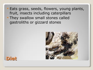 Diet  Eats grass, seeds, flowers, young plants, fruit, insects including caterpillars  They swallow small stones called gastroliths or gizzard stones  