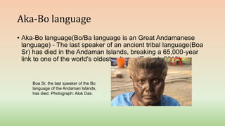 Aka-Bo language
• Aka-Bo language(Bo/Ba language is an Great Andamanese
language) - The last speaker of an ancient tribal language(Boa
Sr) has died in the Andaman Islands, breaking a 65,000-year
link to one of the world's oldest cultures.(Extinct- 2010).
Boa Sr, the last speaker of the Bo
language of the Andaman Islands,
has died. Photograph: Alok Das.
 