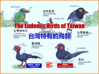 台灣特有的鳥類
自動換頁
Auto page forward
編輯配樂：老編西歪
changcy0326
 