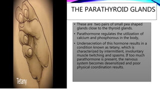 THE PARATHYROID GLANDS
• These are two pairs of small pea shaped
glands close to the thyroid glands.
• Parathormone regulates the utilization of
calcium and phosphorous in the body,
• Undersecretion of this hormone results in a
condition known as tetany, which is
characterized by intermittent, involuntary
muscle twitching and spasms. If too much
parathormone is present, the nervous
system becomes desensitized and poor
physical coordination results.
 