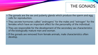 THE GONADS
• The gonads are the sex and puberty glands which produce the sperm and egg
cells for reproduction.
• They secrete hormones called “androgens” for the males and “estrogen” for the
females which have an important effect for the personality of the individual.
• They are responsible for the development of the secondary sex characteristics
of the biologically mature man and woman.
• If the gonads are removed from female animals, male characteristics often
develop.
 