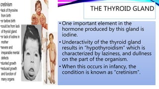 THE THYROID GLAND
• One important element in the
hormone produced by this gland is
iodine.
• Underactivity of the thyroid gland
results in “hypothyroidism” which is
characterized by laziness, and dullness
on the part of the organism.
• When this occurs in infancy, the
condition is known as “cretinism”.
 
