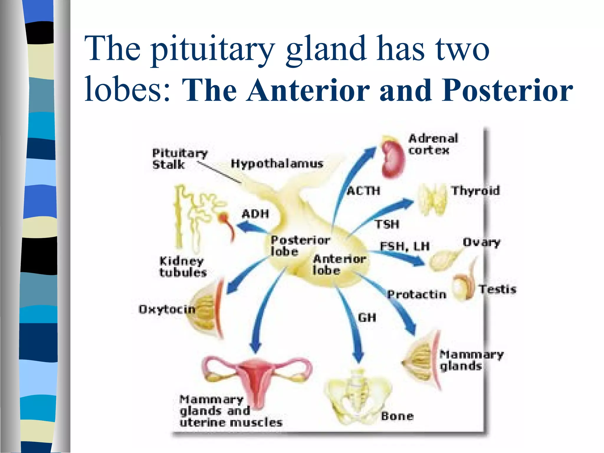 The pituitary gland has two lobes:  The Anterior and Posterior 