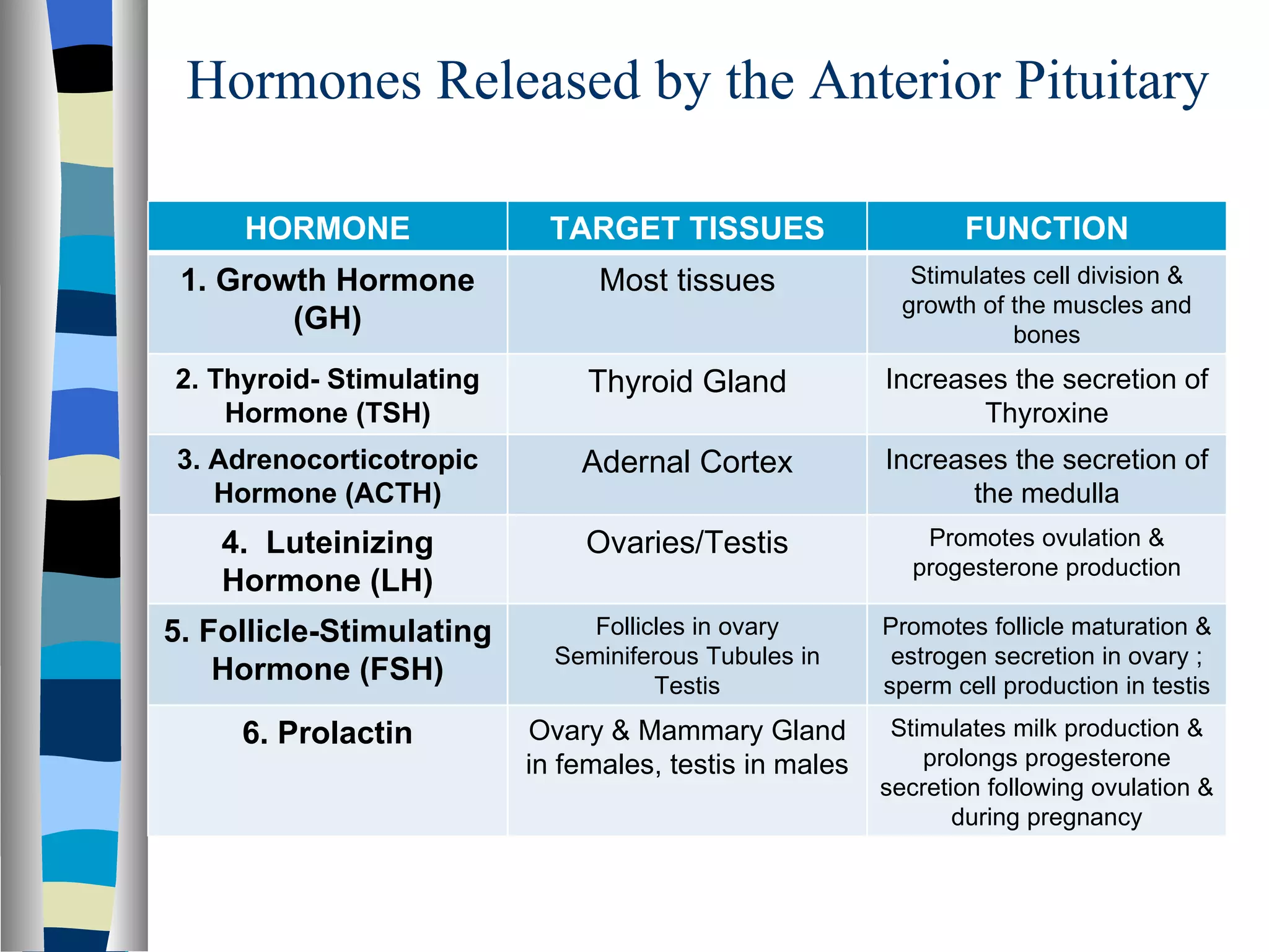 Hormones Released by the Anterior Pituitary HORMONE TARGET TISSUES FUNCTION 1. Growth Hormone (GH) Most tissues Stimulates cell division & growth of the muscles and bones 2. Thyroid- Stimulating Hormone (TSH) Thyroid Gland Increases the secretion of Thyroxine 3. Adrenocorticotropic Hormone (ACTH) Adernal Cortex Increases the secretion of the medulla 4.  Luteinizing Hormone (LH) Ovaries/Testis Promotes ovulation & progesterone production 5. Follicle-Stimulating Hormone (FSH) Follicles in ovary Seminiferous Tubules in Testis Promotes follicle maturation & estrogen secretion in ovary ; sperm cell production in testis 6. Prolactin Ovary & Mammary Gland in females, testis in males Stimulates milk production & prolongs progesterone secretion following ovulation & during pregnancy 
